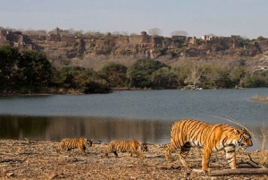 Fra Jaipur: Ranthambore Nationalpark Dagsudflugt med Safari