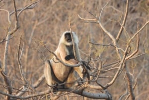 Из Джайпура: однодневная поездка в национальный парк Рантхамбор с сафари