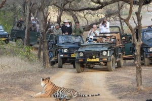 Из Джайпура: однодневная поездка в национальный парк Рантхамбор с сафари