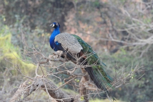 Из Джайпура: однодневная поездка в национальный парк Рантхамбор с сафари