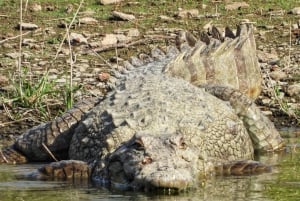 Из Джайпура: однодневная поездка в национальный парк Рантхамбор с сафари