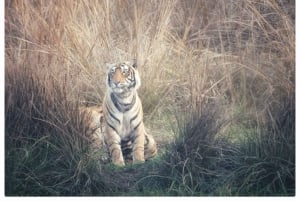 Из Джайпура: однодневная поездка в национальный парк Рантхамбор с сафари