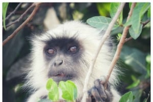 Из Джайпура: однодневная поездка в национальный парк Рантхамбор с сафари