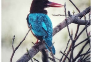 Из Джайпура: однодневная поездка в национальный парк Рантхамбор с сафари