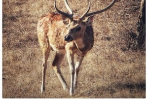 Из Джайпура: однодневная поездка в национальный парк Рантхамбор с сафари