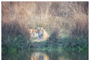 Из Джайпура: однодневная поездка в национальный парк Рантхамбор с сафари