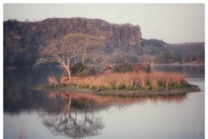 Из Джайпура: однодневная поездка в национальный парк Рантхамбор с сафари