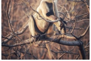 Из Джайпура: однодневная поездка в национальный парк Рантхамбор с сафари