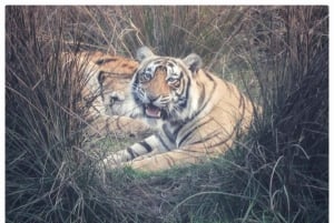 Из Джайпура: однодневная поездка в национальный парк Рантхамбор с сафари