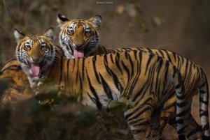 From Jaipur: Ranthambore National Park Day Trip with Safari