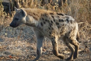 Из Джайпура: однодневная поездка в национальный парк Рантхамбор с сафари