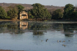 Z Jaipur: wycieczka 1-dniowa do Parku Narodowego Ranthambore z safari