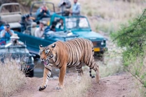 From Jaipur: Ranthambore Tiger Safari Day Trip with Transfer