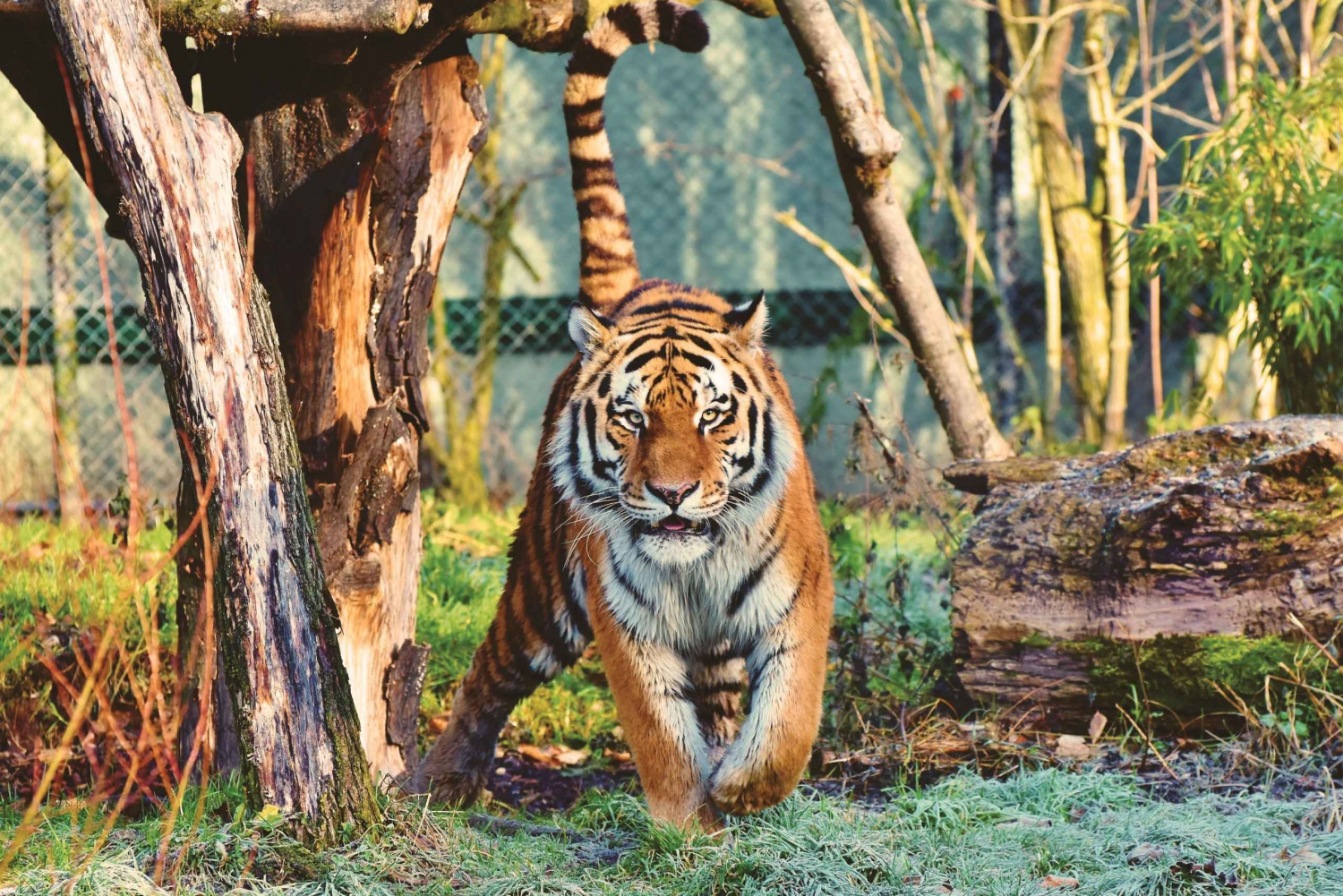 Excursion d'une journée au safari des tigres de Ranthambore au départ de Jaipur - Tout compris