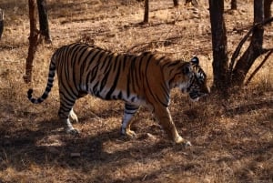 From Jaipur: Ranthambore Private Day Trip with Tiger Safari