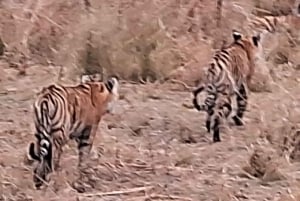 From Jaipur: Ranthambore Private Day Trip with Tiger Safari