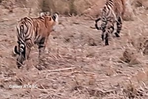 From Jaipur: Ranthambore Private Day Trip with Tiger Safari