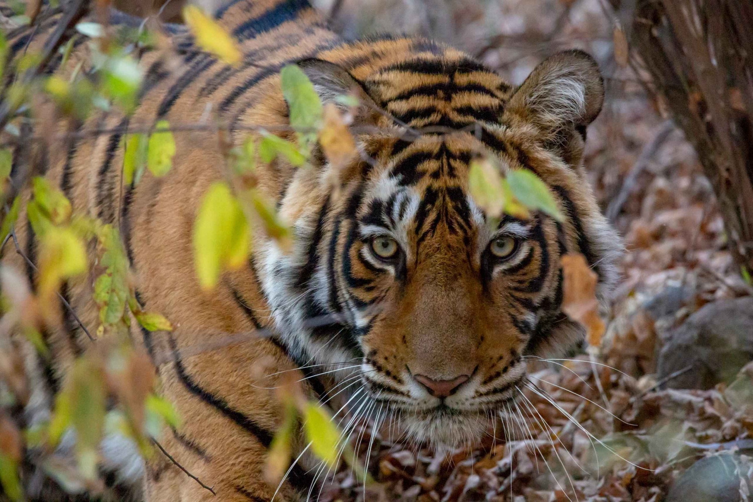 Da Jaipur: Escursione di un giorno con safari della tigre di Ranthambore