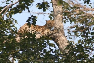 Fra Jaipur: Ranthambore tigersafari - endagstur