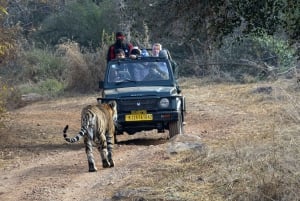 Fra Jaipur: Endagstur med tigersafari i Ranthambore
