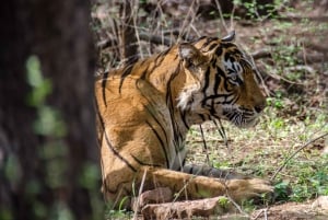 Fra Jaipur: Endagstur med tigersafari i Ranthambore