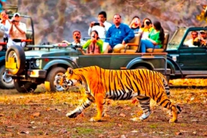 From Jaipur: Guided Ranthambore National Park Tour & Safari