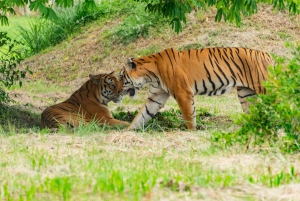 From Jaipur: Guided Ranthambore National Park Tour & Safari