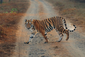 From Jaipur: Guided Ranthambore National Park Tour & Safari