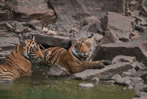 From Jaipur: Guided Ranthambore National Park Tour & Safari