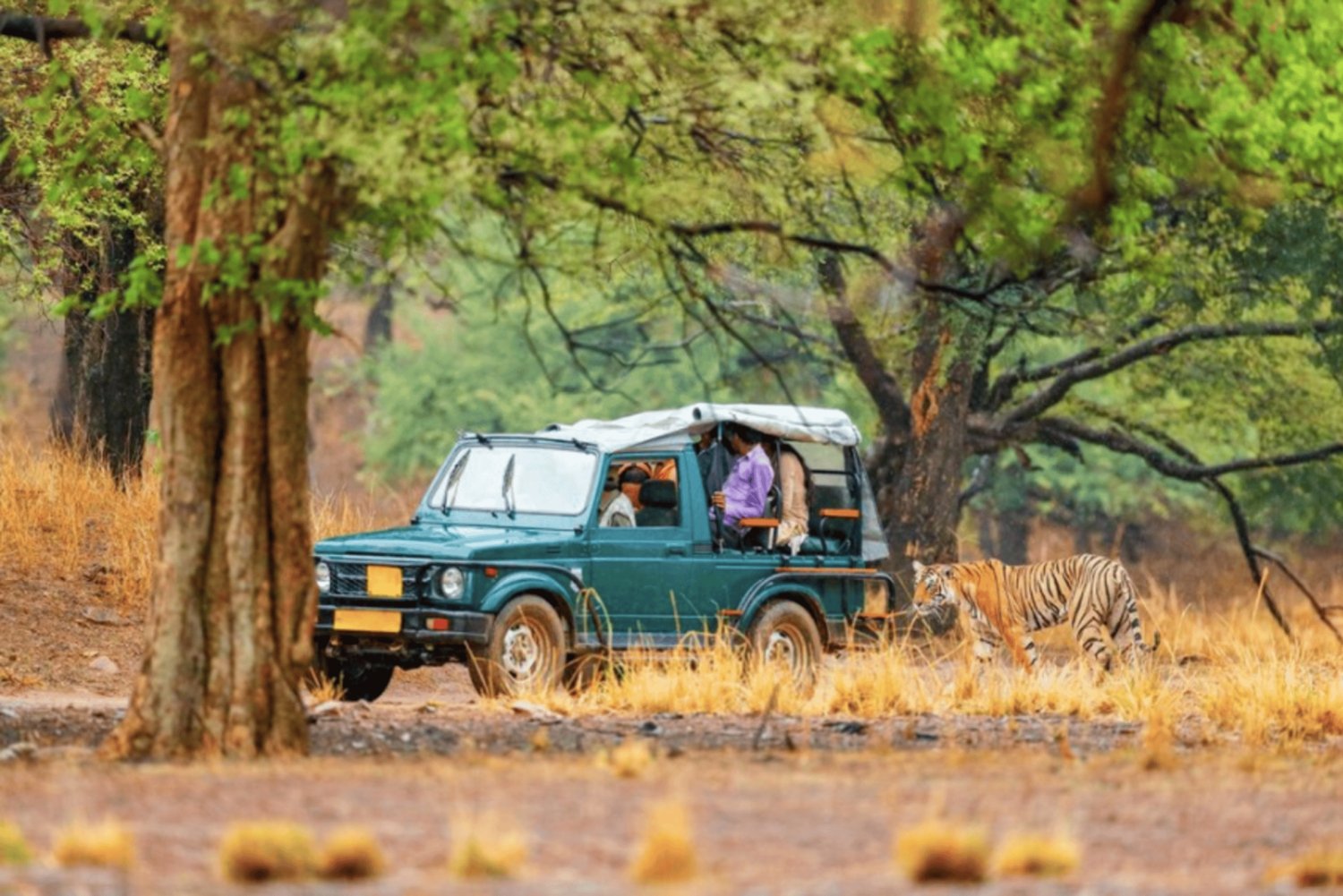 Von Jaipur aus: Ranthambore Tiger Safari Tour mit Übernachtung