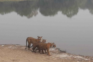 From Jaipur: Ranthambore Tiger Safari Overnight Tour