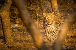 From Jaipur: Ranthambore Tiger Safari Overnight Tour