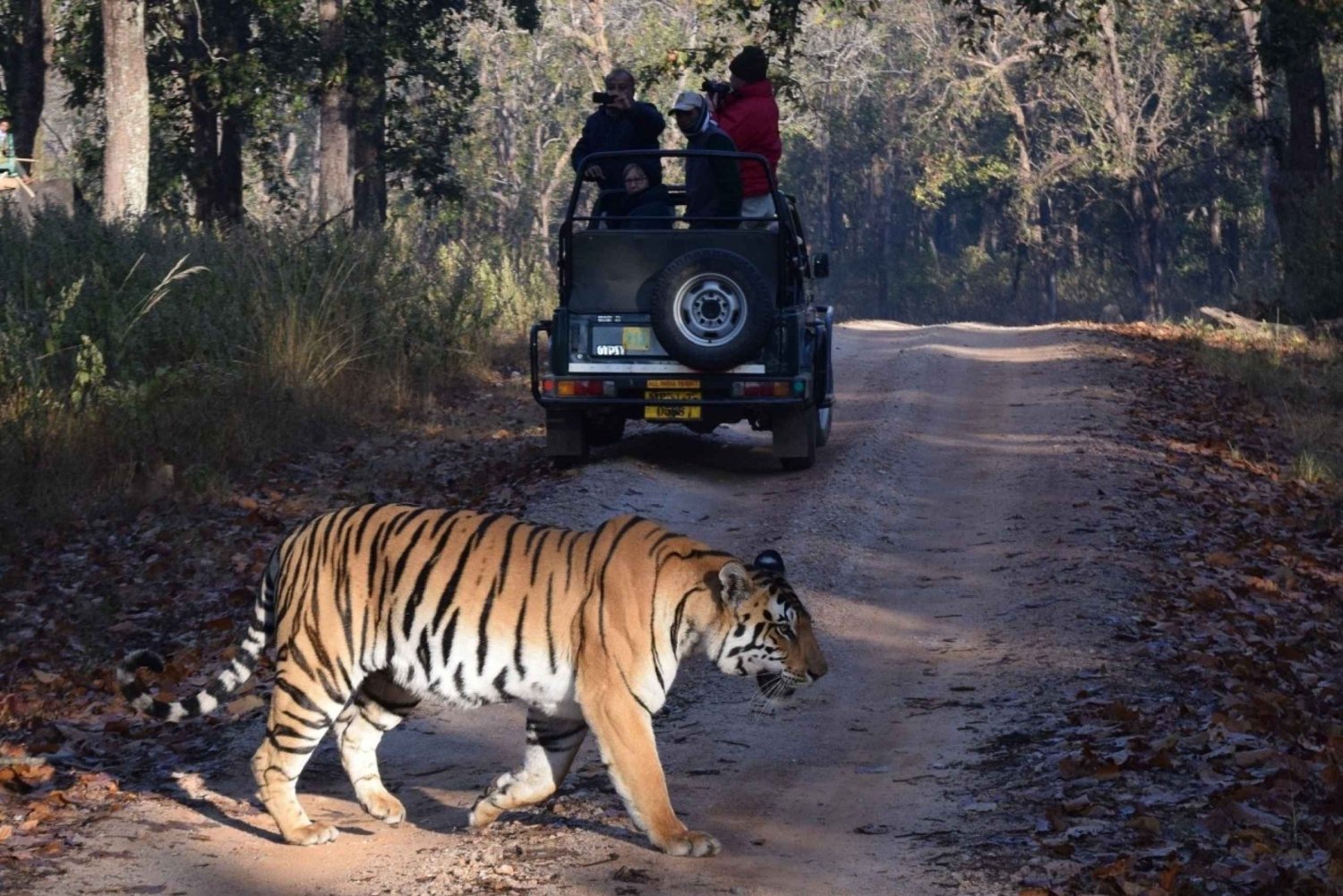 From Jaipur: Ranthambore Private Day Trip with Tiger Safari