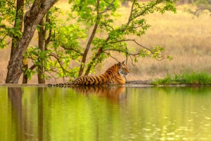 From Jaipur: Ranthambore Tiger Safari Private Day Trip