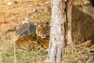 From Jaipur: Ranthambore Tiger Safari Private Day Trip