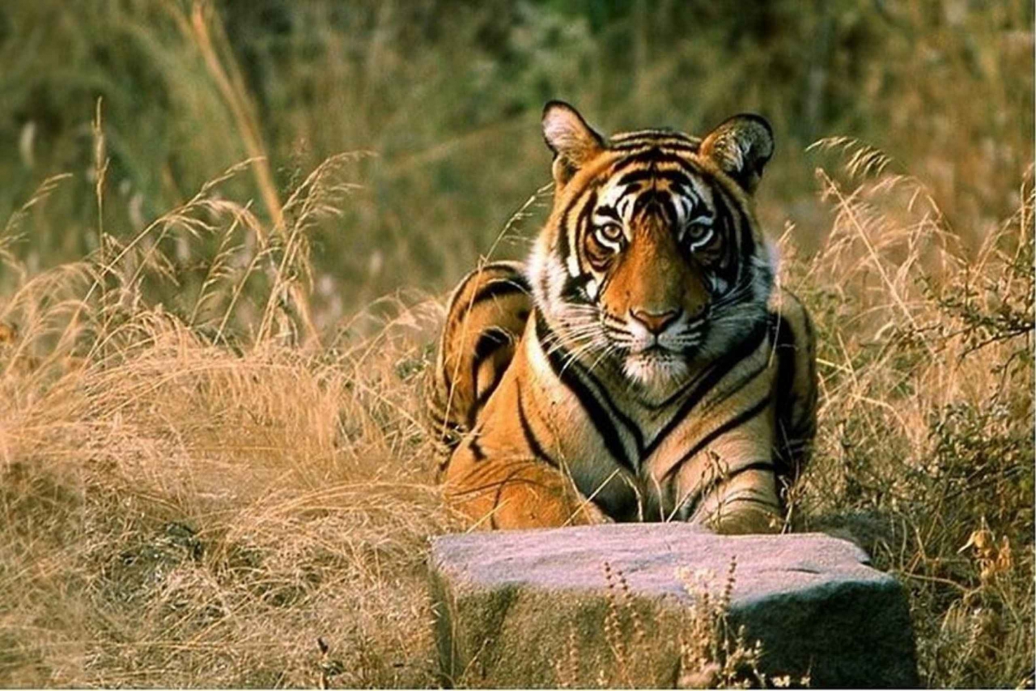 Vanuit Jaipur: Ranthambore tijgersafari met zigeuner & Canter