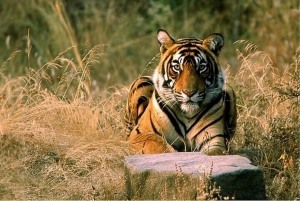 Z Jaipuru: Safari z tygrysem w Ranthambore, dzielenie się Cyganem i Canterem