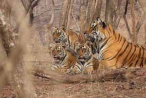 De Jaipur: Safári com o tigre de Ranthambore compartilhando a cigana e a carroça