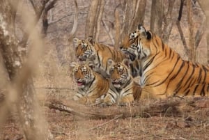 Jaipurista: Ranthambore Tiger Safari Jakaminen Gypsy & Canterin kanssa