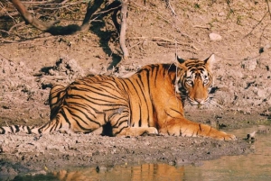 Da Jaipur: Safari della tigre di Ranthambore in zingara e canottiera