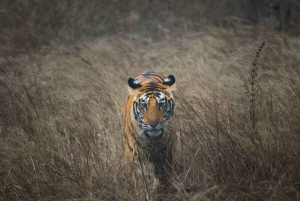 De Jaipur: Safári com o tigre de Ranthambore compartilhando a cigana e a carroça