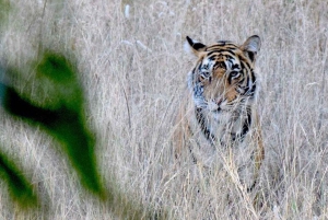 Z Jaipuru: Safari z tygrysem w Ranthambore, dzielenie się Cyganem i Canterem