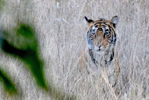 Jaipur: Private 2-Days Jaipur City Tour & Ranthambore Safari