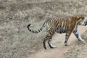 Jaipur: Private 2-Days Jaipur City Tour & Ranthambore Safari