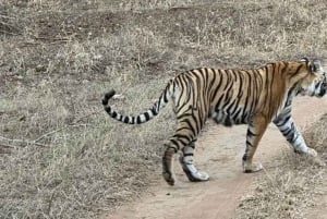 Vanuit Jaipur: Ranthambore tijgersafari met zigeuner & Canter