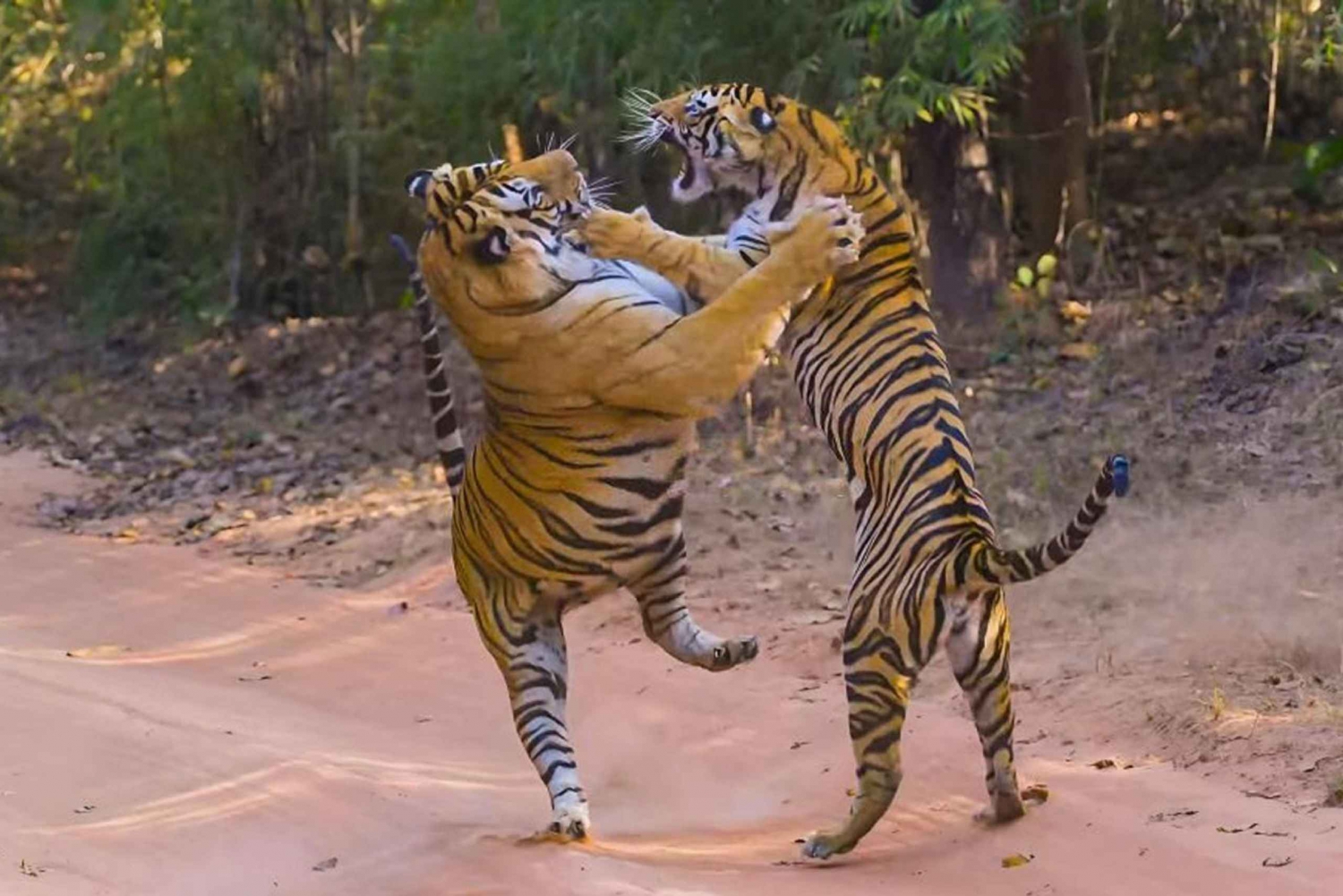 Fra Jaipur: Ranthambore Tiger Safari-tur samme dag