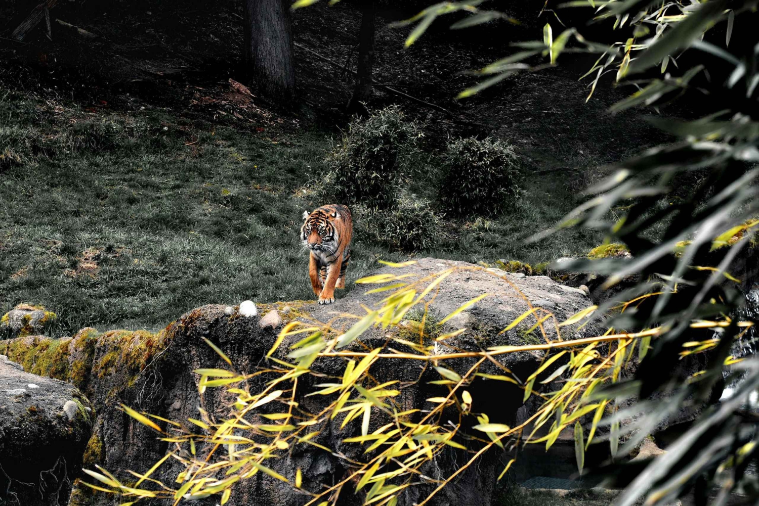 De Jaipur: passeio de um dia no Parque Nacional de Sariska com safari de jipe
