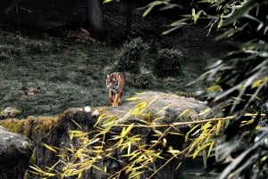 From Jaipur: Sariska National Park Day Tour with Jeep Safari