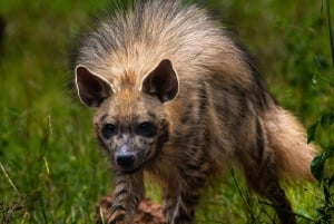 From Jaipur: Sariska National Park Day Tour with Jeep Safari