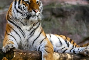 From Jaipur: Sariska National Park Day Tour with Jeep Safari